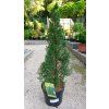 Smrk sivy conica december picea glauca conica december