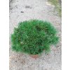35243 1 borovice klec mops pinus mugo mops