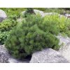 35243 3 borovice klec mops pinus mugo mops