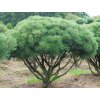 pinus mugo mops multi stem 1