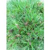 35243 borovice klec mops pinus mugo mops