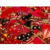 aronia melanocarpa autumn magic2