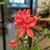 Azalea (J) 'Geisha Red' (Azalka japonská)