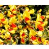 36519 cilimnik janovec metlaty firefly cytisus scoparius firefly