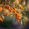rakytnik resetlakovy hippophae rhamnoides friesdorfer orange plody