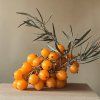 hippophae-rhamnoides-leikora-rakytnik-resetlakovy-samice-