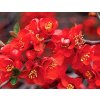 chaenomeles crimson gold japanese quince deciduous shrub p615 28916 image