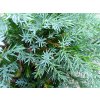 Jalovec šupinatý 'Blue Carpet' (Juniperus squamata 'Blue Carpet') (Obal 2,5L)