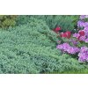 Juniperus squamata Blue Carpet 2008 6060 q 850x850 proportionalsmallest