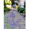 36618 3 perovskia atriplicifolia little spire perovskie lebedolista