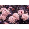 physocarpus lady in red ninebark deciduous shrub hardy p515 35544 image