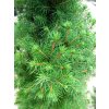 Smrk sivý/bílý 'Conica' (Picea glauca 'Conica') (Velikost 50-60 cm)
