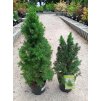 Smrk sivý/bílý 'Conica' (Picea glauca 'Conica') (Velikost 50-60 cm)