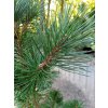 Borovice kleč 'Columnaris' – mrazuvzdorný jehličnan