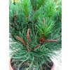 36645 borovice klec laurin pinus mugo laurin