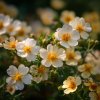 potentilla frut abbotswood mochna krovita