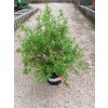 Mochna křovitá 'Bellissima'® – mrazuvzdorný okrasný keř