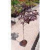 36669 2 prunus cerasifera nigra slivon myrobalan 80km