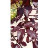 36669 3 prunus cerasifera nigra slivon myrobalan 80km