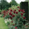 Růže keřová velkokvětá červená 'Dame de Coeur'2