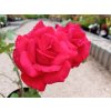 Růže keřová velkokvětá červená 'Dame de Coeur'