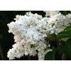 syringa vulgaris madame lemoine lilla serenella