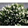 syringa vulgaris mme lemoine double flower lilac