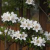 azalea--j-mary-helen-azalka-japonska