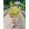 37022 1 vajgelie kvetnata pink princess weigela florida pink princess