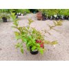 37034 1 vajgelie all summer red weigela all summer red