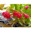 37034 2 vajgelie all summer red weigela all summer red