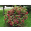37034 3 vajgelie all summer red weigela all summer red