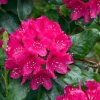 rhododendron hybr nova zembla 534774 534764 534627 532956 530233 530229 511134