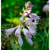 Hosta WideBrim flower