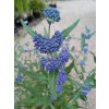 Ořechokřídlec 'Heavenly Blue' (Caryopteris clandonensis 'Heavenly Blue')