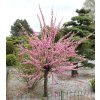 prunus triloba 1527171424
