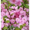 okrasna mandlon prunus triloba
