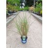 37316 miscanthus sinensis flamingo ozdobnice cinska flamingo