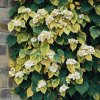 Hortenzie řapíkatá 'Miranda' – mrazuvzdorná, nenáročná popínavka s krémově žlutě lemovanými listy a bílými květy, ideální pro polostinná stanoviště a vertikální ozelenění.