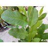 37435 3 sacholan hvezdokvety magnolia stellata bila