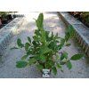 37435 4 sacholan hvezdokvety magnolia stellata bila