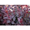 Cotinus coggygria Dusky Maiden