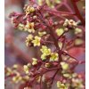cotinus coggygria dusky maiden 1~2