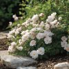 Rosa 'Sea Foam' (Růže půdopokryvná)