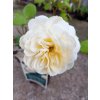 Anglická růže Davida Austina 'Emanuel'® - KP0600