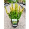 37507 3 dristal thunberguv golden rocket berberis thunbergii golden rocket