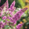 Komule Davidova 'Border Beauty' – rychle rostoucí, mrazuvzdorný keř se sytě růžovými květy, ideální do motýlích zahrad.