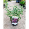 37519 2 komule davidova pink beauty buddleja davidii pink beauty