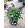 37522 3 komule davidova butterfly candy little lila buddleja davidii butterfly candy little lila