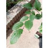 Habr obecný (Carpinus betulus)